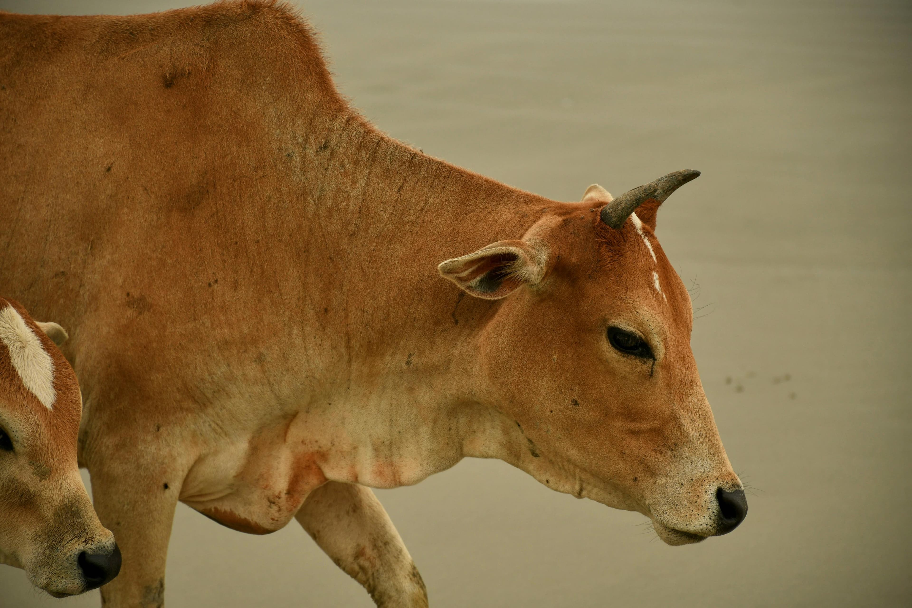 Deshi Cattle